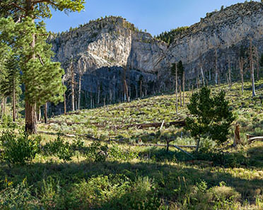Mount Charleston — Find Waldo in the Forest — gigapixel image preview